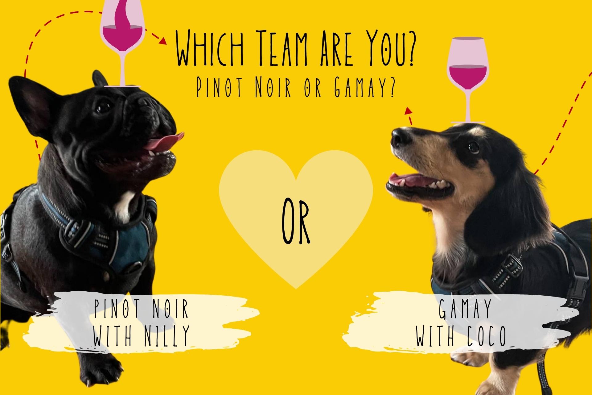 ปิโนต์ นัวร์ (Pinot Noir) กับ กาเมย์ (Gamay) องุ่น 2 พันธ์กับเสน่ห์ที่แตกต่างกัน